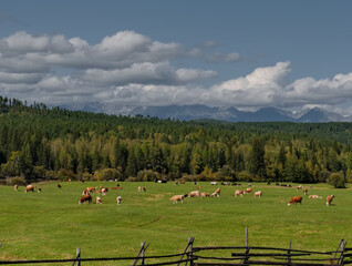 Russia, Buryatia. View of green pastures with herds of livestock against the background of the Sayan Mountains covered with clouds.