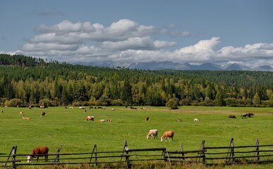 Russia, Buryatia. View of green pastures with herds of livestock against the background of the Sayan Mountains covered with clouds.