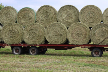 Many alfalfa hay bales on a tractor trailer in the meadow. Alfalfa or Medicago sativa field...