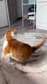 A cat plays with its tail. The cat is ginger and white. Vertical video..