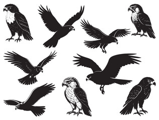 Obraz premium HAWK BIRD SILHOUETTE