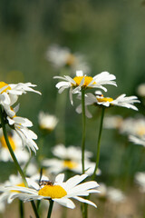 A close-up photograph of a blooming white daisy nestled in lush green grass. The image captures the...