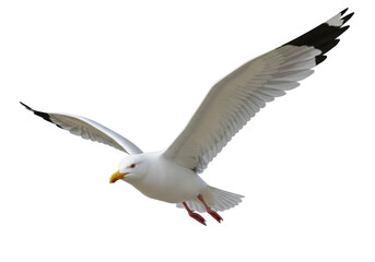 Isolated Seagull Graceful Flight Against the Wind