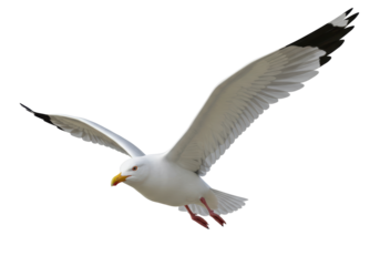 Isolated Seagull Graceful Flight Against the Wind