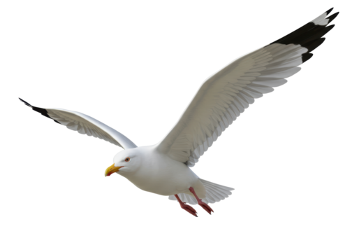 Isolated Seagull Graceful Flight Against the Wind