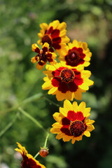 Close-up of yellow and brown Indian blanket flower. Gaillardia plant in bloom on summer in the...