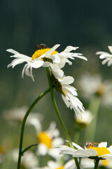 A close-up photograph of a blooming white daisy nestled in lush green grass. The image captures the...
