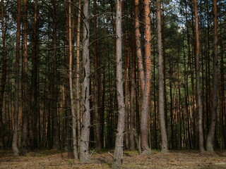 Obraz premium trees in the forest