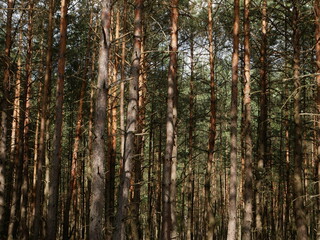 Fototapeta premium pine trees in the forest