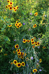 Close-up of yellow and brown Indian blanket flower. Gaillardia plant in bloom on summer in the...