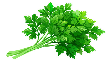 Fresh green parsley bunch tied with twine isolated on white background.