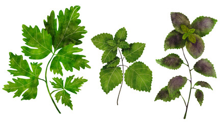 Digital watercolor of garden herbs:parsley,purple basil, and lemon balm,Isolated image on white background .Hand-painted botanical illustration for packaging, kitchen prints, or natural-themed design.