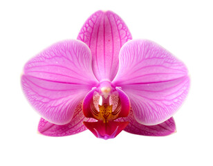  Elegant Pink Orchid Bloom in Full Detail – Isolated on White Background