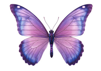 Isolated Delicate Purple Butterfly with Open Wings