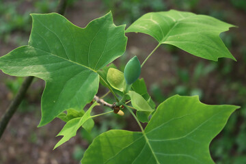 Close-up of Liriodendron tulipifera tree with green blossom on branch, also called tulip tree on springtime