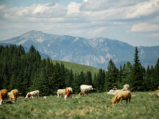 Fototapeta premium A scenic mountain pasture in the Alps, where cows peacefully graze on lush green grass. In the background, majestic Alpine peaks rise against the sky, creating a dramatic and tranquil natural setting.