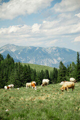A scenic mountain pasture in the Alps, where cows peacefully graze on lush green grass. In the background, majestic Alpine peaks rise against the sky, creating a dramatic and tranquil natural setting.