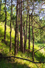 Naklejka premium forest in autumn