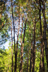 Fototapeta premium forest in autumn