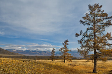 Russia. The South of Western Siberia, the Altai Mountains. Deserted autumn steppes along the North Chui mountain range with lonely trees near the village of Kurai on the Chui tract.