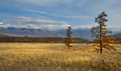 Russia. The South of Western Siberia, the Altai Mountains. Deserted autumn steppes along the North Chui mountain range with lonely trees near the village of Kurai on the Chui tract.