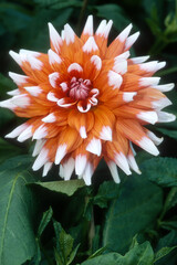 Dahlia décoratif 'Megastar'