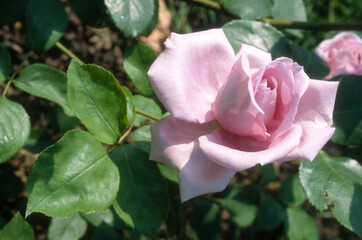Rose 'Sissi'
