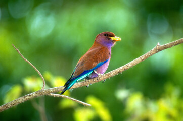 Rollier Malgache, Rolle violet,Eurystomus glaucurus, Broad billed Roller,  Madagascar