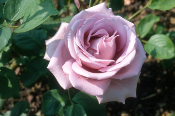 Rose 'Sissi'