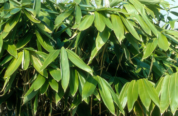 Bambou sasa, Sasa cernua