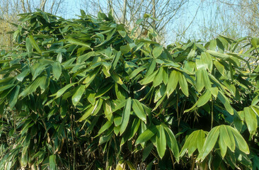 Bambou sasa, Sasa cernua