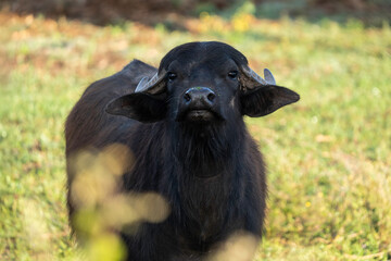 female water buffalo raised in the wild for dairy production in a natural pasture. Portrait of italian buffalo breed used for traditional mozzarella cheese. Farming, sustainability and welfare concept