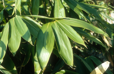 Obraz premium Bambou sasa, Sasa cernua