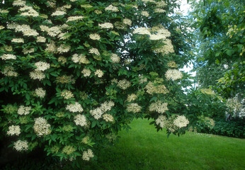 Obraz premium Grand Sureau, Sureau noir, sambucus nigra