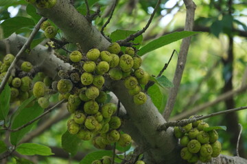 Ficus racemosa, or cluster fig, a large deciduous tree bearing edible figs, valued for shade,...