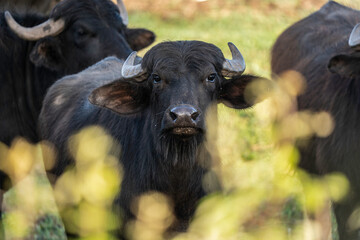 Herd of italian water buffaloes raised in open pasture for dairy production. Close-up of a buffalo looking into camera, symbol of traditional mozzarella farming. Sustainable agriculture and welfare.