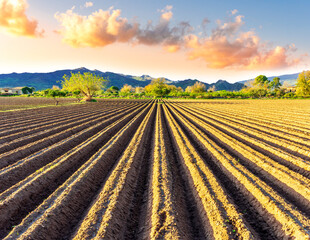 Rows of furrows on Agricultural landscape near a farm, a plowed field in the countryside. The plough is a technique used in agriculture to fertilize a land