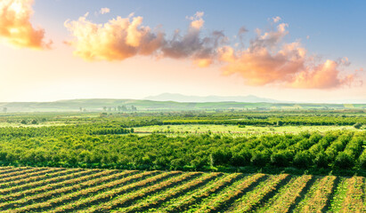 beautiful view in a green farm field with rows of rural plants and vegetables with amazing sunset...