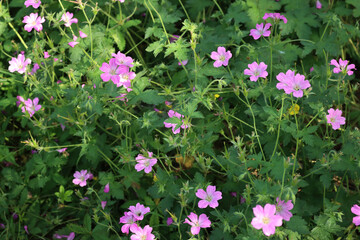 Common mallow flowerbed. Malva sylvestris. Beautiful pink flower on plant in the garden 