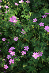 Common mallow flowerbed. Malva sylvestris. Beautiful pink flower on plant in the garden 