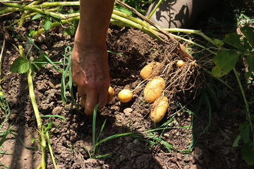 Freshly dug yellow-skinned  Linda potatoes harvested in the field on summer