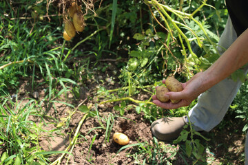 Freshly dug yellow-skinned  Linda potatoes harvested in the field on summer