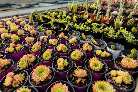 Various succulent species growing in black plastic pots on greenhouse bench under translucent roof