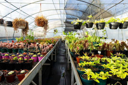 Rows of small potted plants are lining metal benches inside greenhouse with filtered sunlight