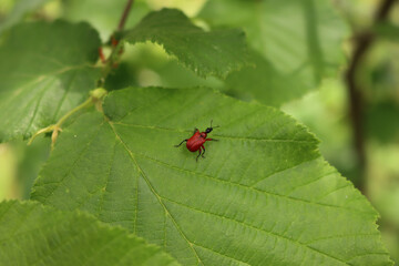 Close-up of Lilioceris lilii insect on a green hazel leaf. Red lilies beetle 