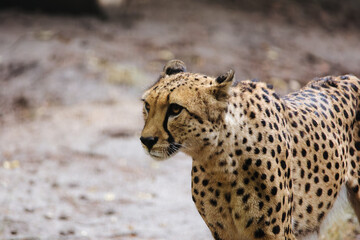 portrait of cheetah