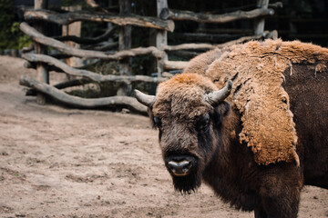 american bison © Enrico Obergefäll