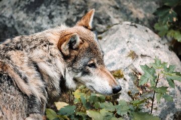 Wolf in the Forest , Eurasian Wolf (Canis lupus lupus) Close-Up Portrait in Natural Habitat