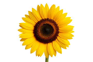 Obraz premium Single Sunflower with Bright Petals Facing Upward Towards the Sun, Isolated on Transparent Background