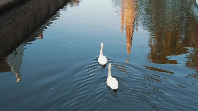Two swans glide gracefully on the tranquil waters surface